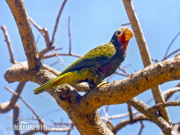 Amazoňan kubánský (Amazona leucocephala)