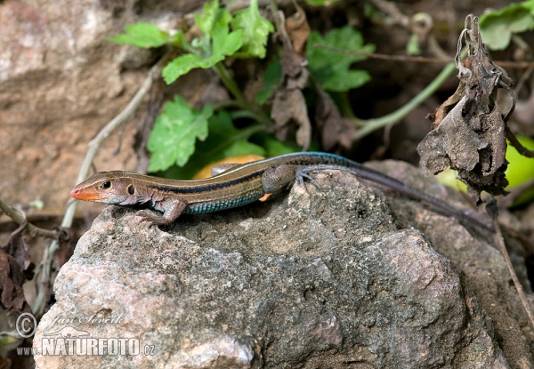 Ameiva Auberova (Ameiva auberi)