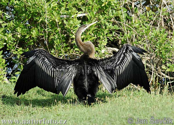 Anhinga tmavobruchá (Anhinga melanogaster)