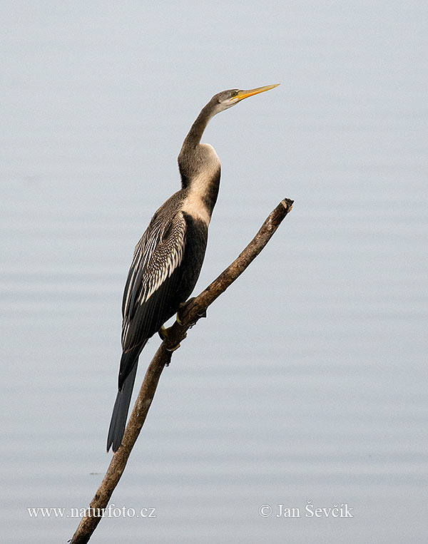 Anhinga tmavobruchá (Anhinga melanogaster)