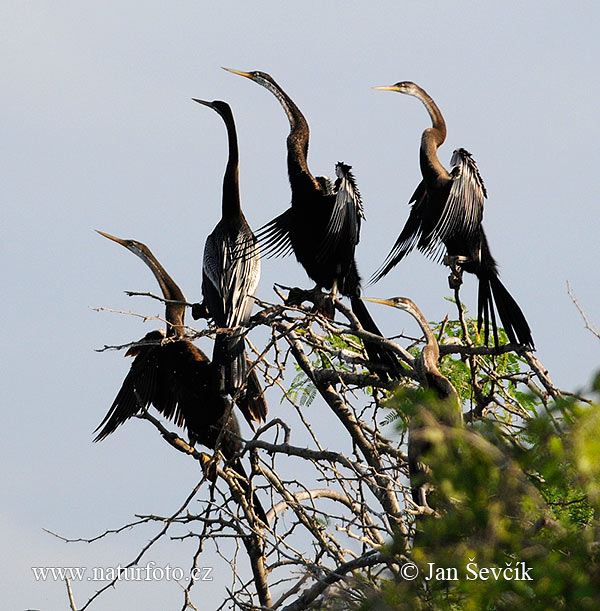 Anhinga tmavobruchá (Anhinga melanogaster)