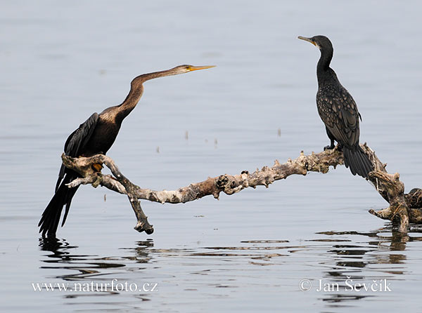 Anhinga tmavobruchá (Anhinga melanogaster)