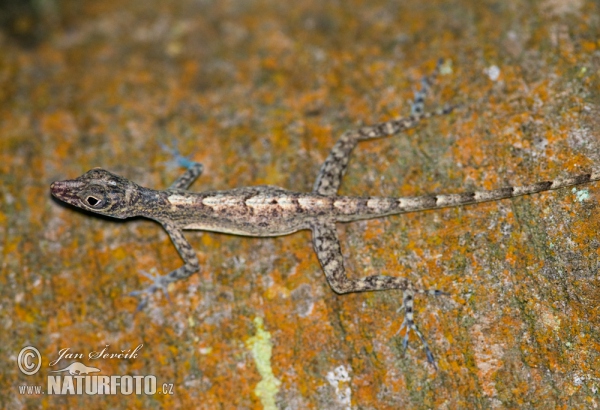 Anolis (Anolis argenteolus)