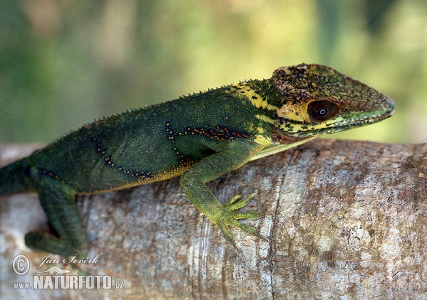 Anolis (Anolis baracoae)