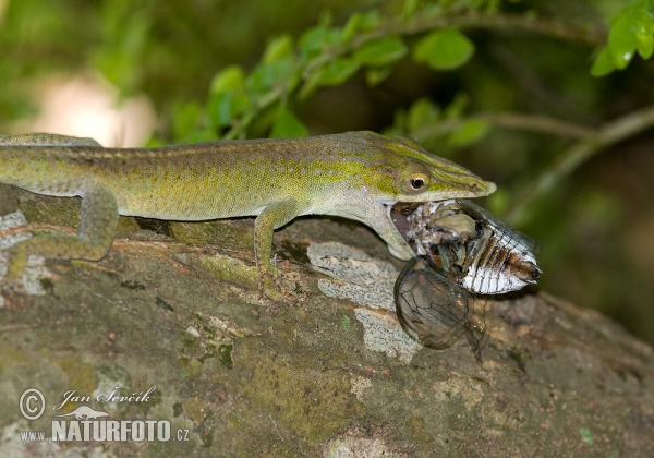 Anolis modrý (Anolis allisoni)