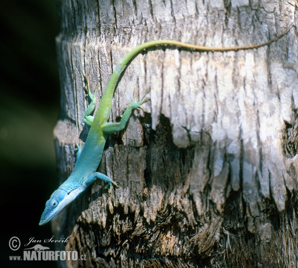 Anolis modrý (Anolis allisoni)