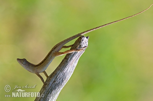 Anolis šedý (Anolis sagrei)