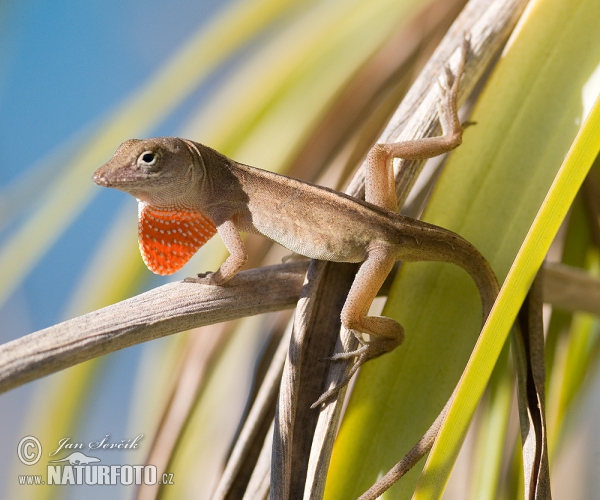 Anolis šedý (Anolis sagrei)