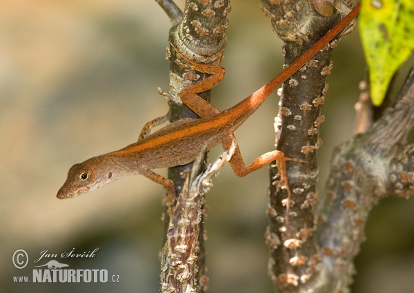 Anolis šedý (Anolis sagrei)