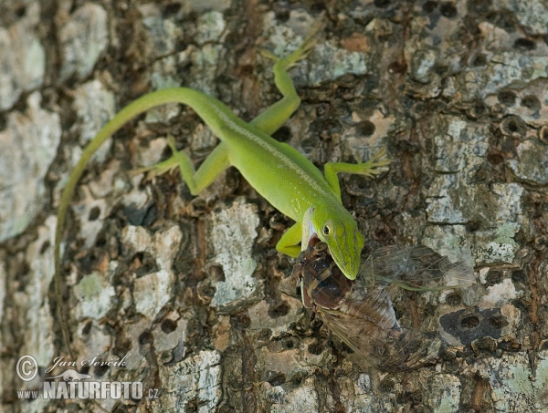 Anolis vepří (Anolis porcatus)