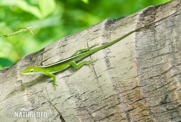 Anolis vepří (Anolis porcatus)