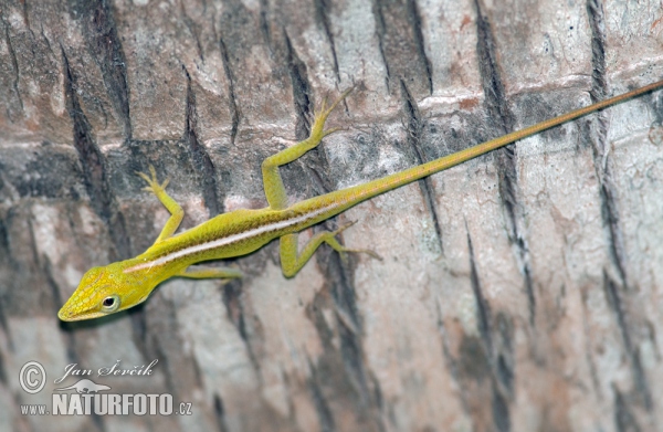 Anolis vepří (Anolis porcatus)