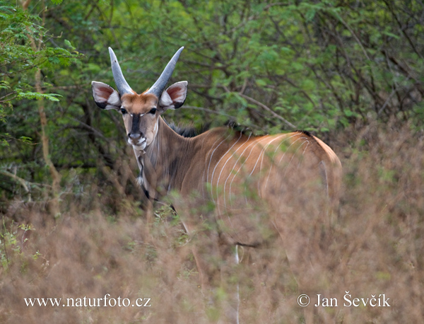 Antilopa Derbyho (Taurotragus derbianus)