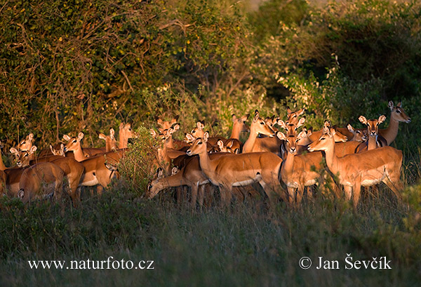 Antilopa Impala (Aepyceros melampus)