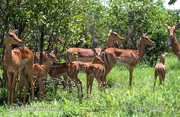 Antilopa Impala (Aepyceros melampus)