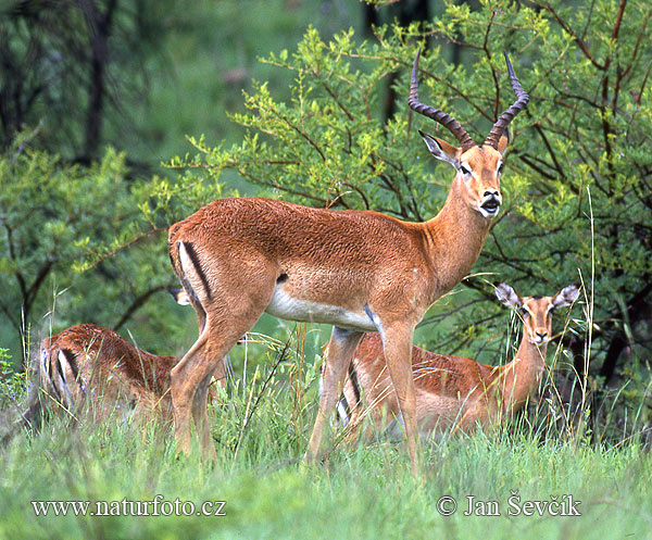 Antilopa Impala (Aepyceros melampus)