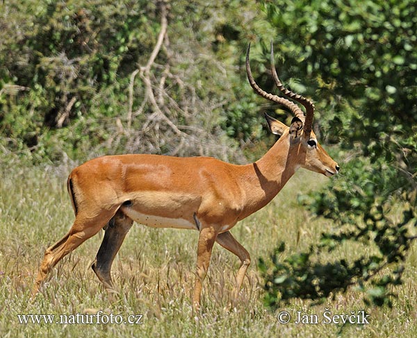 Antilopa Impala (Aepyceros melampus)