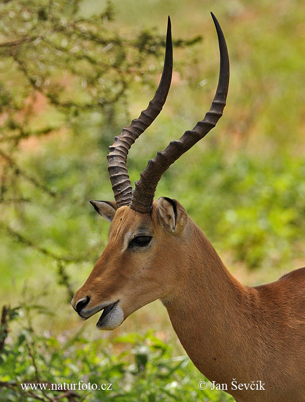 Antilopa impala (Aepyceros melampus)