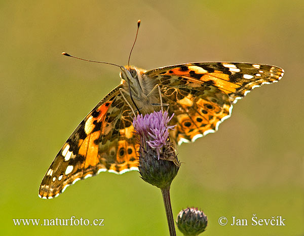 Babôčka bodliakova (Vanessa cardui)