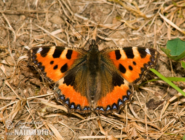 Babočka kopřivová (Aglais urticae)