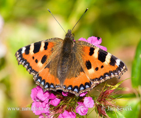 Babôčka pŕhľavová (Aglais urticae)