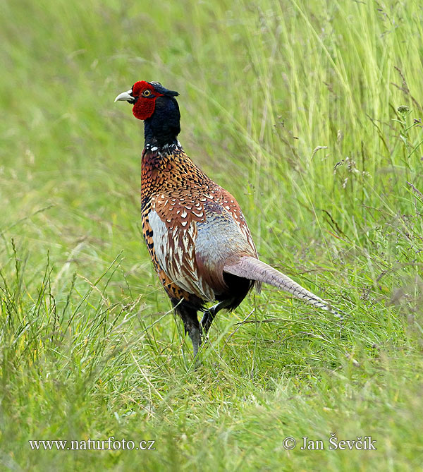 Bažant obyčajny (Phasianus colchicus)