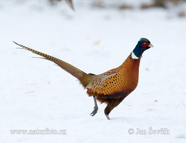 Bažant obyčajny (Phasianus colchicus)