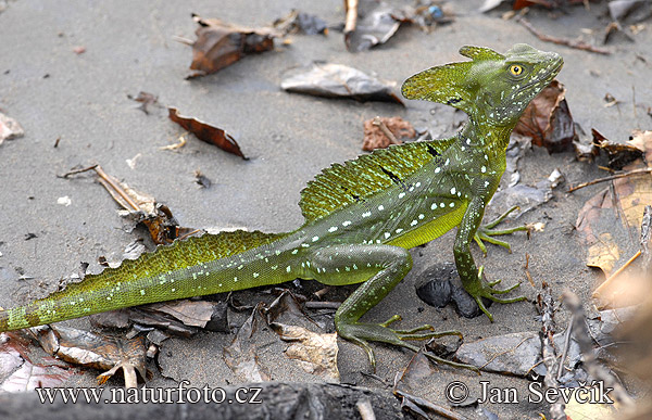 Bazilišok zelený (Basiliscus plumifrons)