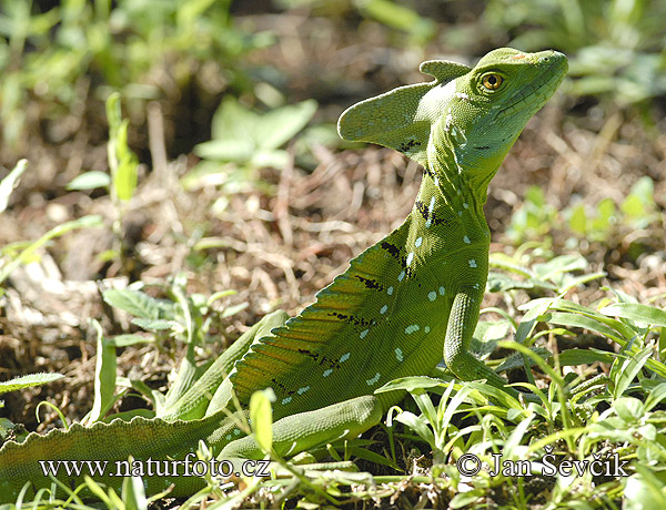 Bazilišok zelený (Basiliscus plumifrons)