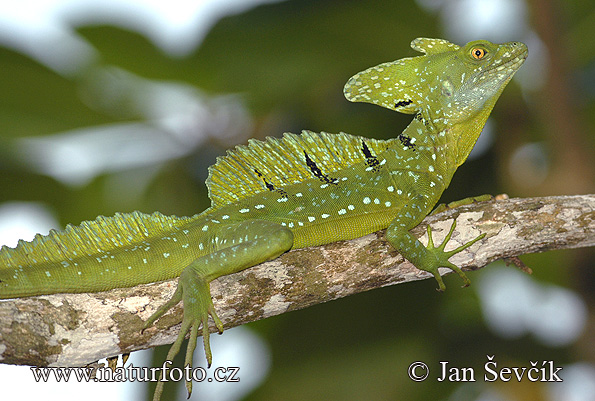 Bazilišok zelený (Basiliscus plumifrons)