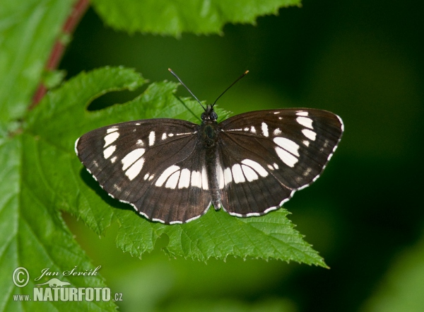 Bělopásek tavolníkový (Neptis rivularis)