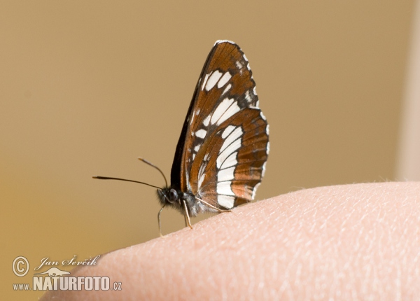 Bělopásek tavolníkový (Neptis rivularis)