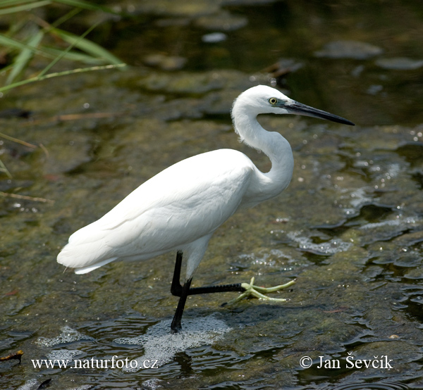 Beluša malá, Volavka striebristá, Čapľa malá (Egretta garzetta)