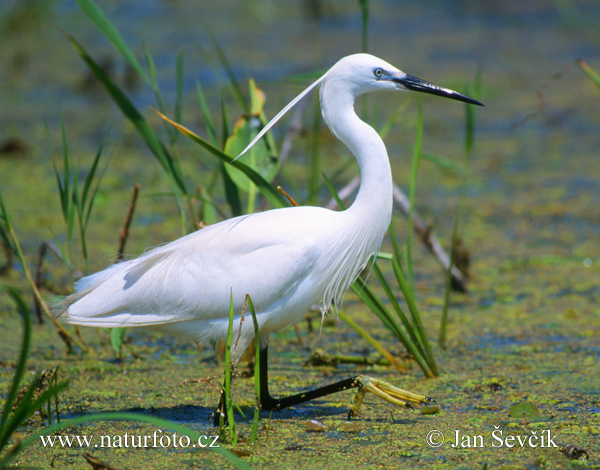 Beluša malá, Volavka striebristá, Čapľa malá (Egretta garzetta)