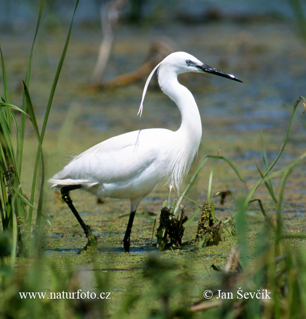 Beluša malá, Volavka striebristá, Čapľa malá (Egretta garzetta)