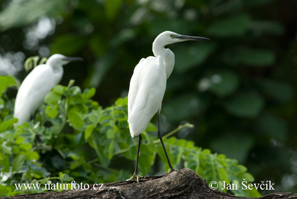 Beluša malá, Volavka striebristá, Čapľa malá (Egretta garzetta)