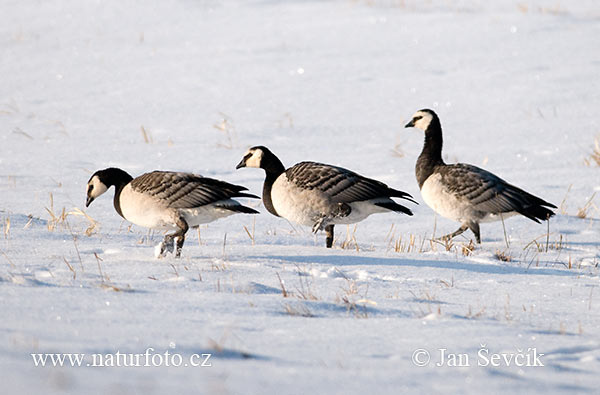 Bernikla bielolíca (Branta leucopsis)