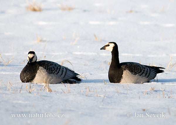 Bernikla bielolíca (Branta leucopsis)