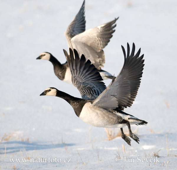 Bernikla bielolíca (Branta leucopsis)