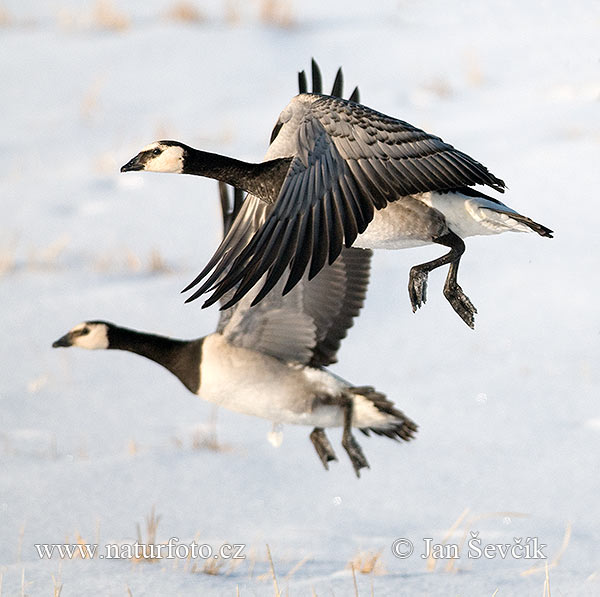 Bernikla bielolíca (Branta leucopsis)