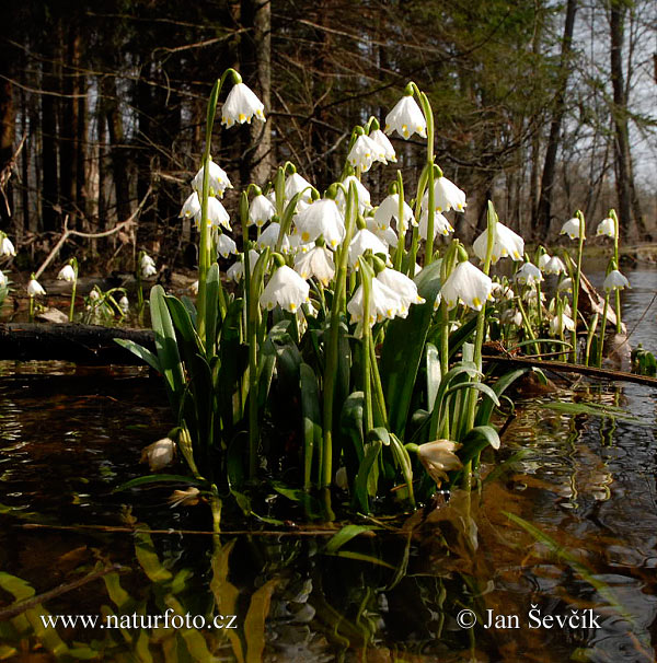 Bleduľa jarná (Leucojum vernum)