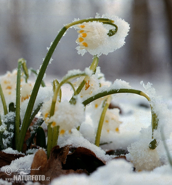 Bledule jarní (Leucojum vernum)