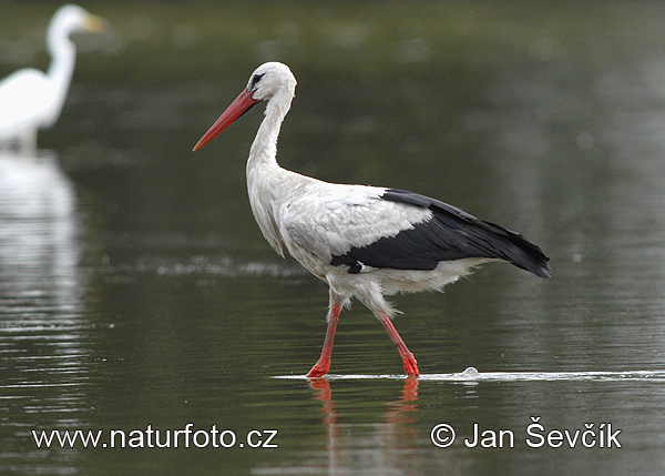 Bocian biely (Ciconia ciconia)