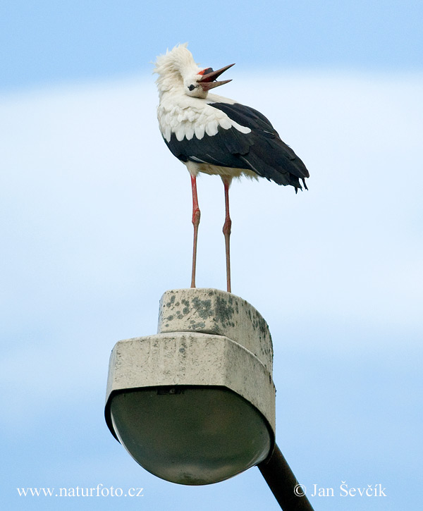 Bocian biely (Ciconia ciconia)