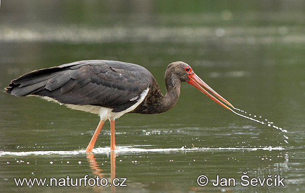 Bocian čierny (Ciconia nigra)