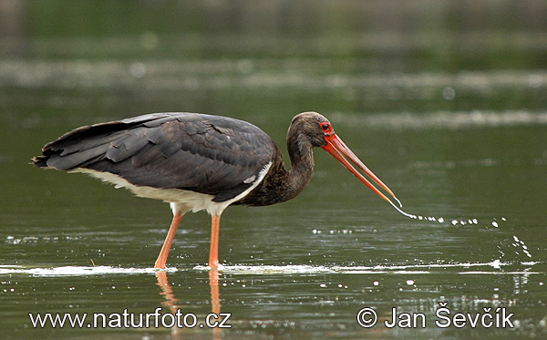 Bocian čierny (Ciconia nigra)