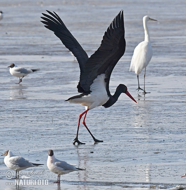 Bocian čierny (Ciconia nigra)