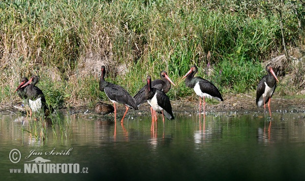 Bocian čierny (Ciconia nigra)