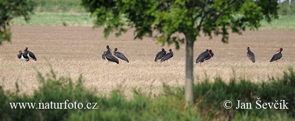 Bocian čierny (Ciconia nigra)