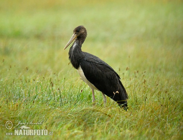 Bocian čierny (Ciconia nigra)